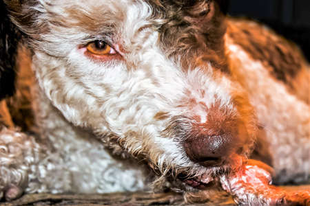 Close up shot of Spanish water dog eating a chop bone on black backgroundの写真素材