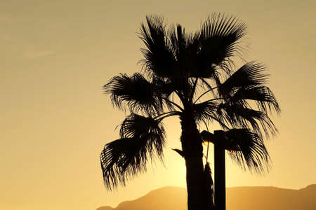 Date palm on the beach with the sun in the backgroundの写真素材