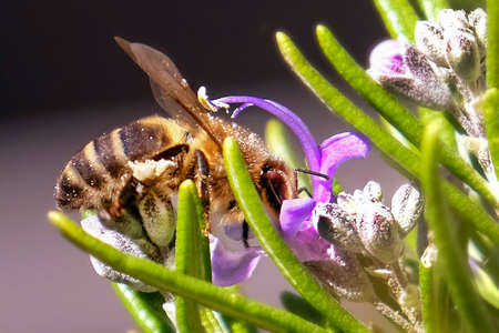 Bee sucking on rosemary flower with dark background