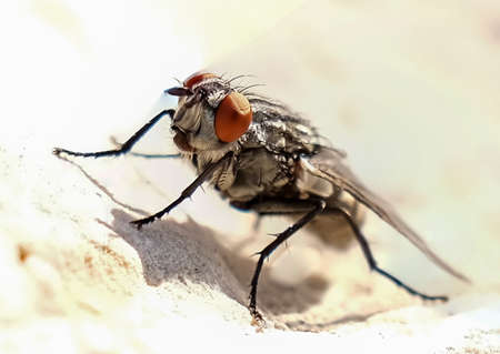Macro of fly in the sun perched on stone