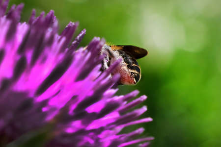 Bee on thistle flower in the meadow on green background