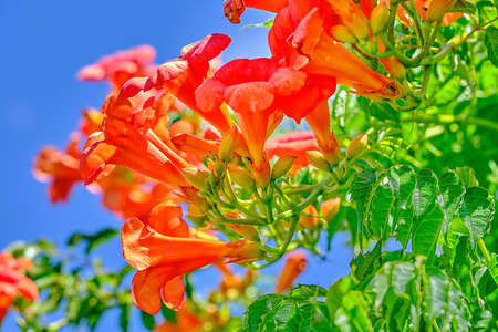 Close up of Chinese climbing trumpet on blue backgroundの写真素材