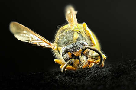 Macro of deceased wasp on black background