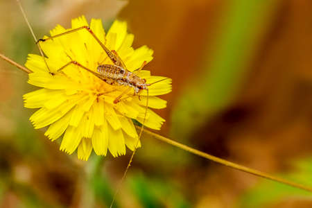 Camel cricket in Hieracium flower on green and brown backgroundの写真素材