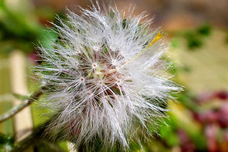 Close up of Dandelion on meadow with green backgroundの写真素材