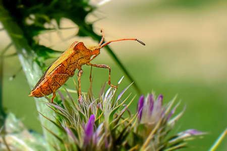 Macro of thistle blooming gourds bug in meadow on green backgroundの写真素材
