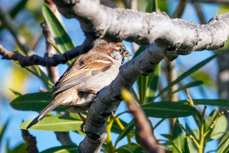 Sparrow on fig tree on blue backgroundの写真素材