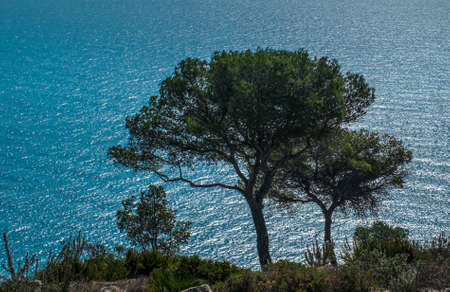 Pine trees at the edge of the calm sea at sunsetの写真素材