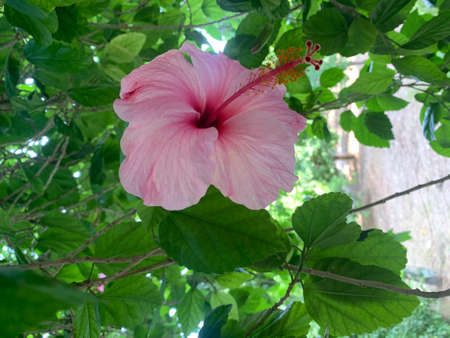Pink hibiscus flower, side viewの写真素材