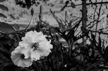 Beautiful flower in gray scale with nature backgroundの写真素材