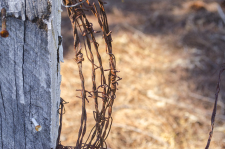 Rolled barbed wire stuck in woodの写真素材