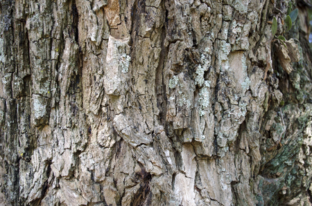 Tree Textureの写真素材