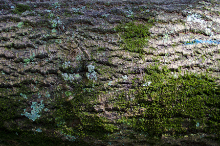 Sunlight beating on tree trunk with nature in backgroundの写真素材