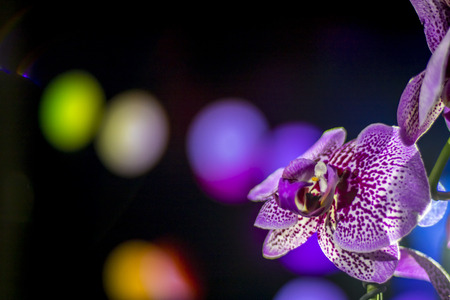 Orchid with background lightsの写真素材