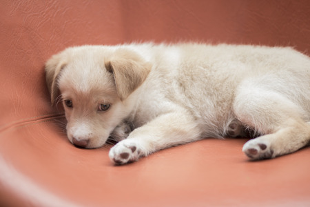 Cute dog with blue eyesの写真素材