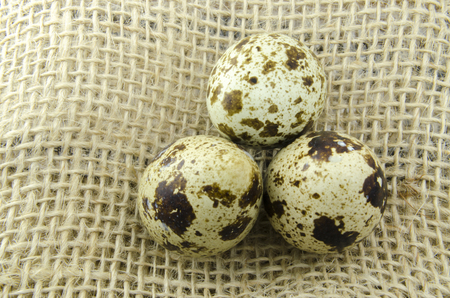 Quail eggs on fabricの写真素材