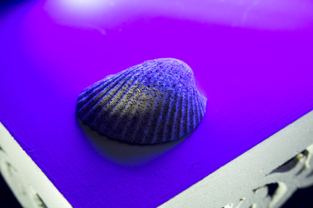 beautiful shells out of the seaの写真素材