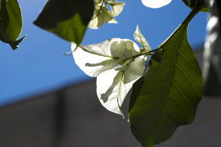 Green leaves of the gardenの写真素材