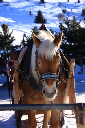 mountain horseの写真素材