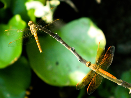 Two dragonflys on Water Hyacinth Leaf