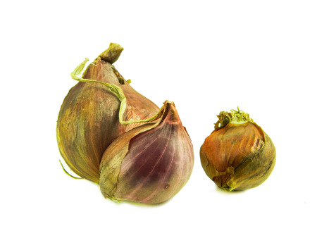 Onion vegetable bulbs isolated on white background cutoutの写真素材
