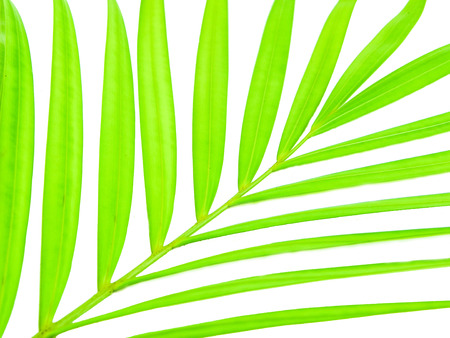 Green leaf of palm tree on white backgroundの写真素材