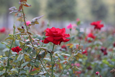 red roseの写真素材