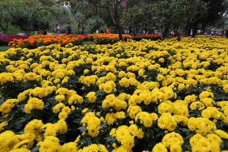 meadow flowersの写真素材