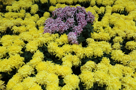 chrysanthemumの写真素材