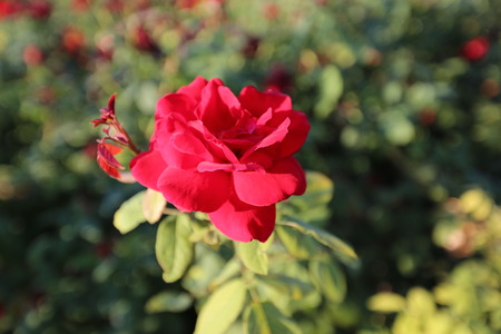 Red roseの写真素材