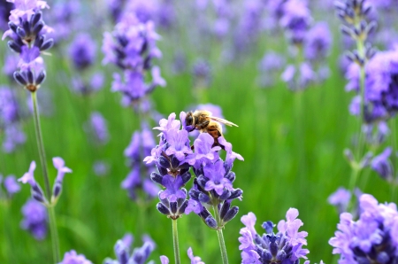 Abeille butineuseの写真素材