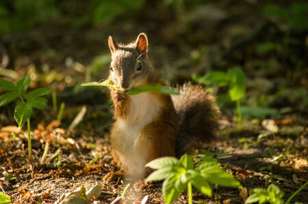 Squirrel red fur funny pets autumn forest on background wild nature animal thematicの写真素材