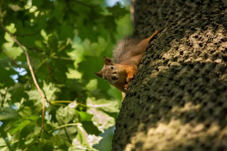 Squirrel red fur funny pets upside down autumn forest on background wild nature animal thematicの写真素材