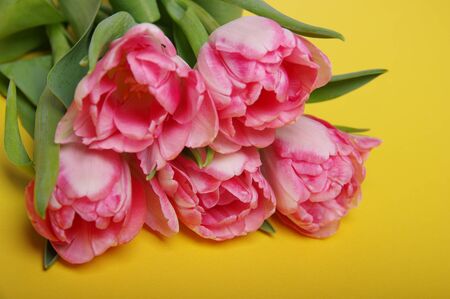 Pink red tulips bouquet on black backgroundの写真素材
