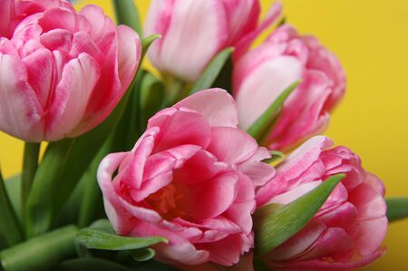 Pink red tulips bouquet on black backgroundの写真素材