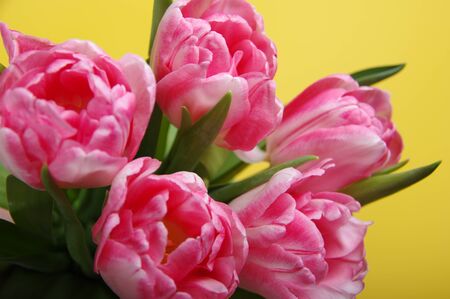 Pink red tulips bouquet on black backgroundの写真素材