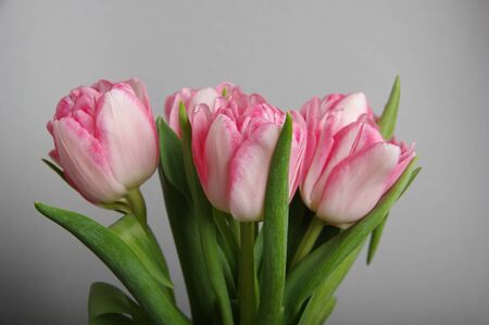 Pink red tulips bouquet on gray backgroundの写真素材
