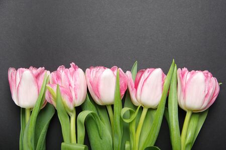Pink red tulips bouquet on black background - Horizontalの写真素材
