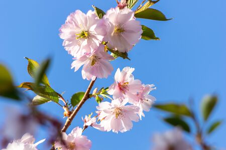 spring blooming sakura cherry flowers branchの写真素材