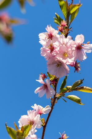 spring blooming sakura cherry flowers branchの写真素材