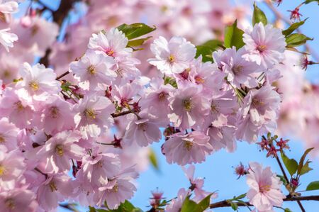 spring blooming sakura cherry flowers branchの写真素材