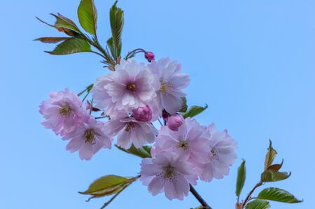 spring blooming sakura cherry flowers branchの写真素材