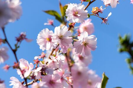 spring blooming sakura cherry flowers branchの写真素材
