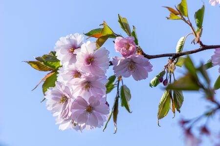 spring blooming sakura cherry flowers branchの写真素材