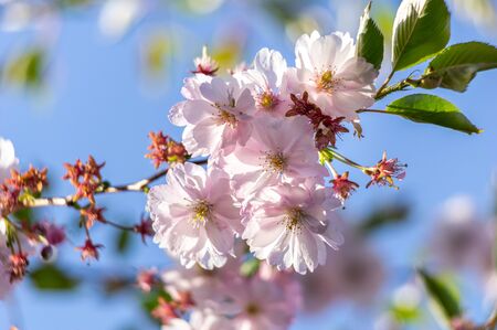 spring blooming sakura cherry flowers branchの写真素材