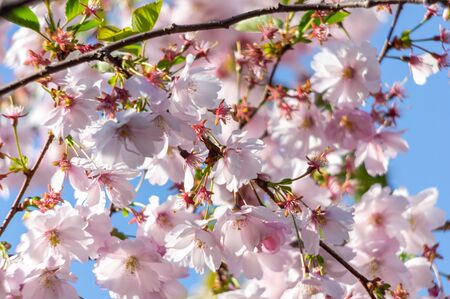 spring blooming sakura cherry flowers branchの写真素材