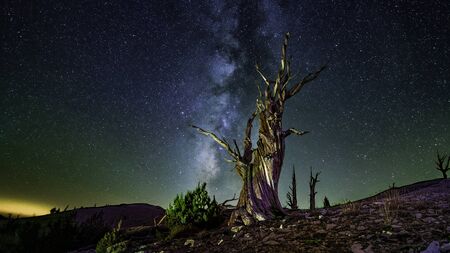 Ancient Bristlecone Milky way in the white mountains of California