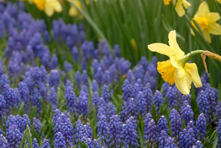 `07 Hong Kong Flower Show.Beautiful Daffodilの写真素材