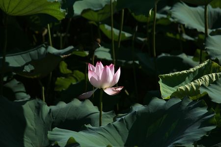 Blooming Water lilyの写真素材