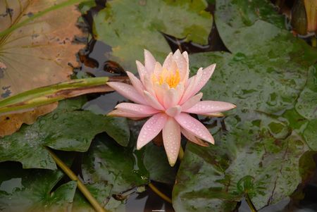 Hong Kong Flower Show:Lotusの写真素材